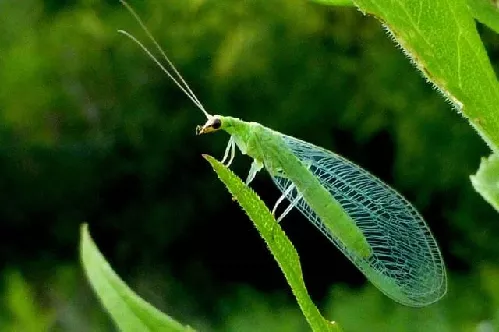 Crisopa Verde